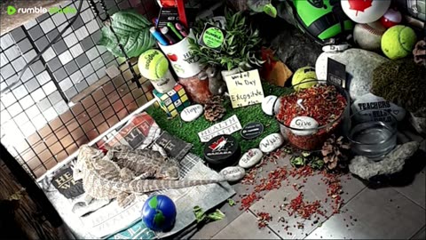 🔴LiveStream2025🔴05-01🍁🐉 Bearded🐲Dragons Day 32🔴 🍏Healthy4Life🐉 Mascots 🍎🐲 Meet Kobe & Health🐉 Day In The Life Of Bearded Dragons🐲🐉⭕Live🦎Streaming🔴