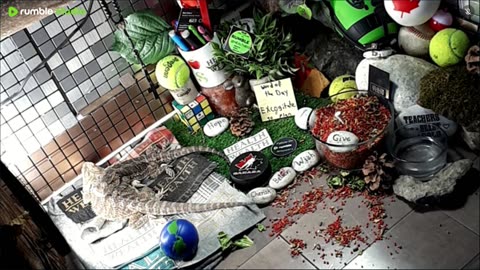 🔴LiveStream2025🔴05-01🍁🐉 Bearded🐲Dragons Day 32🔴 🍏Healthy4Life🐉 Mascots 🍎🐲 Meet Kobe & Health🐉 Day In The Life Of Bearded Dragons🐲🐉⭕Live🦎Streaming🔴