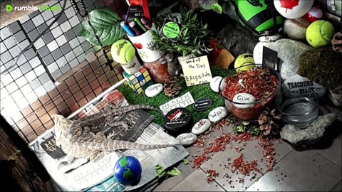 🔴LiveStream2025🔴05-01🍁🐉 Bearded🐲Dragons Day 32🔴 🍏Healthy4Life🐉 Mascots 🍎🐲 Meet Kobe & Health🐉 Day In The Life Of Bearded Dragons🐲🐉⭕Live🦎Streaming🔴