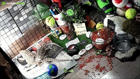 🔴LiveStream2025🔴05-01🍁🐉 Bearded🐲Dragons Day 32🔴 🍏Healthy4Life🐉 Mascots 🍎🐲 Meet Kobe & Health🐉 Day In The Life Of Bearded Dragons🐲🐉⭕Live🦎Streaming🔴