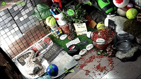 🔴LiveStream2025🔴05-01🍁🐉 Bearded🐲Dragons Day 32🔴 🍏Healthy4Life🐉 Mascots 🍎🐲 Meet Kobe & Health🐉 Day In The Life Of Bearded Dragons🐲🐉⭕Live🦎Streaming🔴