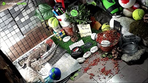 🔴LiveStream2025🔴05-01🍁🐉 Bearded🐲Dragons Day 32🔴 🍏Healthy4Life🐉 Mascots 🍎🐲 Meet Kobe & Health🐉 Day In The Life Of Bearded Dragons🐲🐉⭕Live🦎Streaming🔴