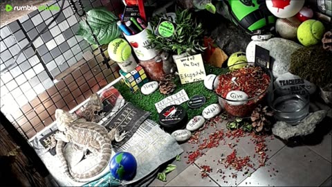 🔴LiveStream2025🔴05-01🍁🐉 Bearded🐲Dragons Day 32🔴 🍏Healthy4Life🐉 Mascots 🍎🐲 Meet Kobe & Health🐉 Day In The Life Of Bearded Dragons🐲🐉⭕Live🦎Streaming🔴