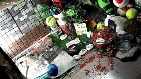 🔴LiveStream2025🔴05-01🍁🐉 Bearded🐲Dragons Day 32🔴 🍏Healthy4Life🐉 Mascots 🍎🐲 Meet Kobe & Health🐉 Day In The Life Of Bearded Dragons🐲🐉⭕Live🦎Streaming🔴