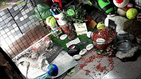 🔴LiveStream2025🔴05-01🍁🐉 Bearded🐲Dragons Day 32🔴 🍏Healthy4Life🐉 Mascots 🍎🐲 Meet Kobe & Health🐉 Day In The Life Of Bearded Dragons🐲🐉⭕Live🦎Streaming🔴