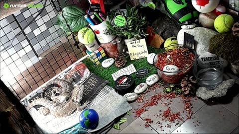 🔴LiveStream2025🔴05-01🍁🐉 Bearded🐲Dragons Day 32🔴 🍏Healthy4Life🐉 Mascots 🍎🐲 Meet Kobe & Health🐉 Day In The Life Of Bearded Dragons🐲🐉⭕Live🦎Streaming🔴
