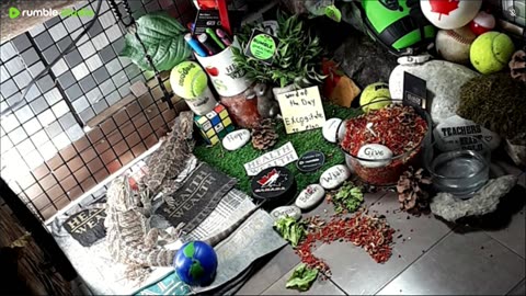 🔴LiveStream2025🔴05-01🍁🐉 Bearded🐲Dragons Day 32🔴 🍏Healthy4Life🐉 Mascots 🍎🐲 Meet Kobe & Health🐉 Day In The Life Of Bearded Dragons🐲🐉⭕Live🦎Streaming🔴