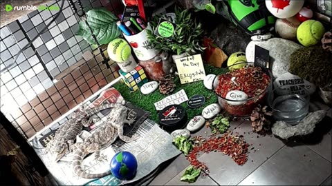 🔴LiveStream2025🔴05-01🍁🐉 Bearded🐲Dragons Day 32🔴 🍏Healthy4Life🐉 Mascots 🍎🐲 Meet Kobe & Health🐉 Day In The Life Of Bearded Dragons🐲🐉⭕Live🦎Streaming🔴
