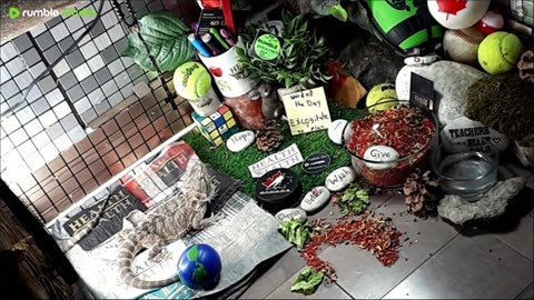 🔴LiveStream2025🔴05-01🍁🐉 Bearded🐲Dragons Day 32🔴 🍏Healthy4Life🐉 Mascots 🍎🐲 Meet Kobe & Health🐉 Day In The Life Of Bearded Dragons🐲🐉⭕Live🦎Streaming🔴