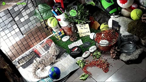 🔴LiveStream2025🔴05-01🍁🐉 Bearded🐲Dragons Day 32🔴 🍏Healthy4Life🐉 Mascots 🍎🐲 Meet Kobe & Health🐉 Day In The Life Of Bearded Dragons🐲🐉⭕Live🦎Streaming🔴