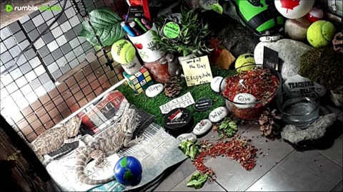 🔴LiveStream2025🔴05-01🍁🐉 Bearded🐲Dragons Day 32🔴 🍏Healthy4Life🐉 Mascots 🍎🐲 Meet Kobe & Health🐉 Day In The Life Of Bearded Dragons🐲🐉⭕Live🦎Streaming🔴