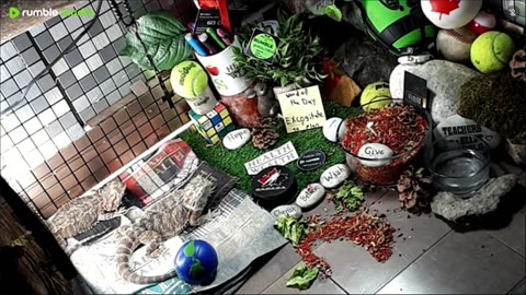 🔴LiveStream2025🔴05-01🍁🐉 Bearded🐲Dragons Day 32🔴 🍏Healthy4Life🐉 Mascots 🍎🐲 Meet Kobe & Health🐉 Day In The Life Of Bearded Dragons🐲🐉⭕Live🦎Streaming🔴