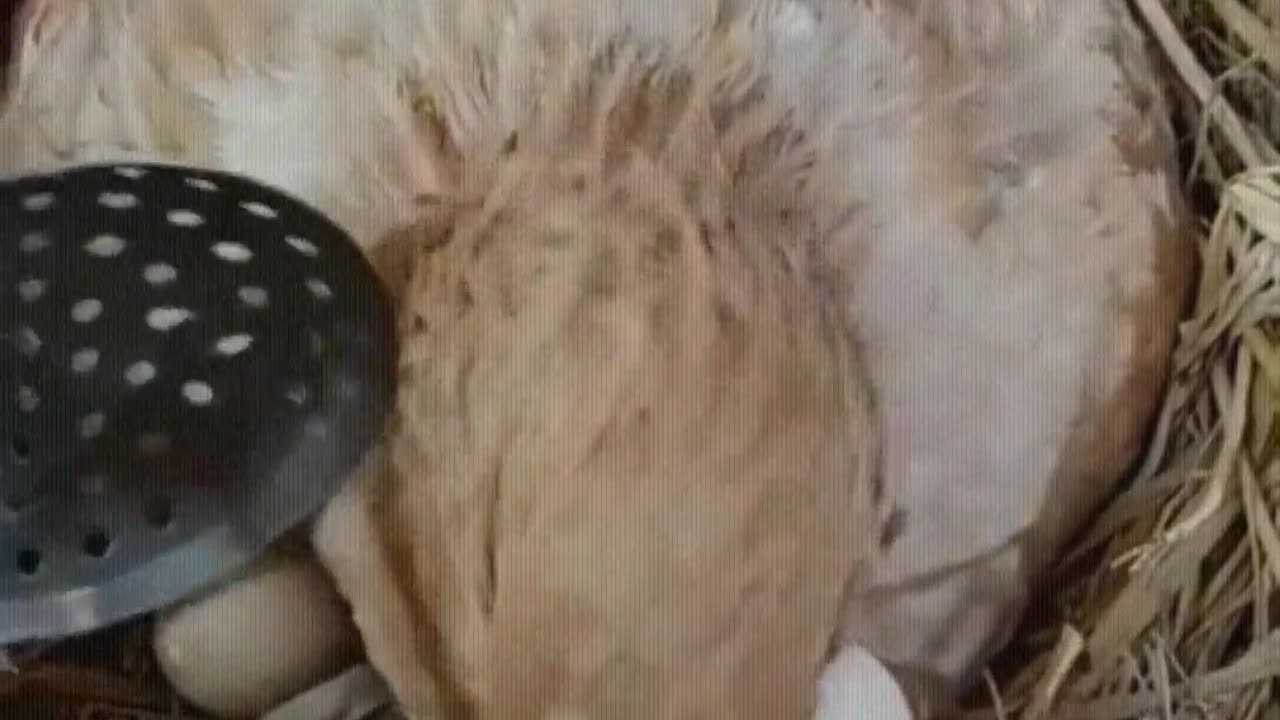 It is a chicken that knows how to be grateful.