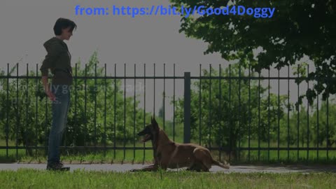 You’ll Be Shocked by These Innovative Ways to Save on Dog Care You’ll Love!
