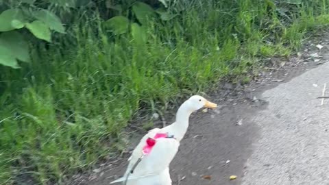 Pet Indian Runner Duck
