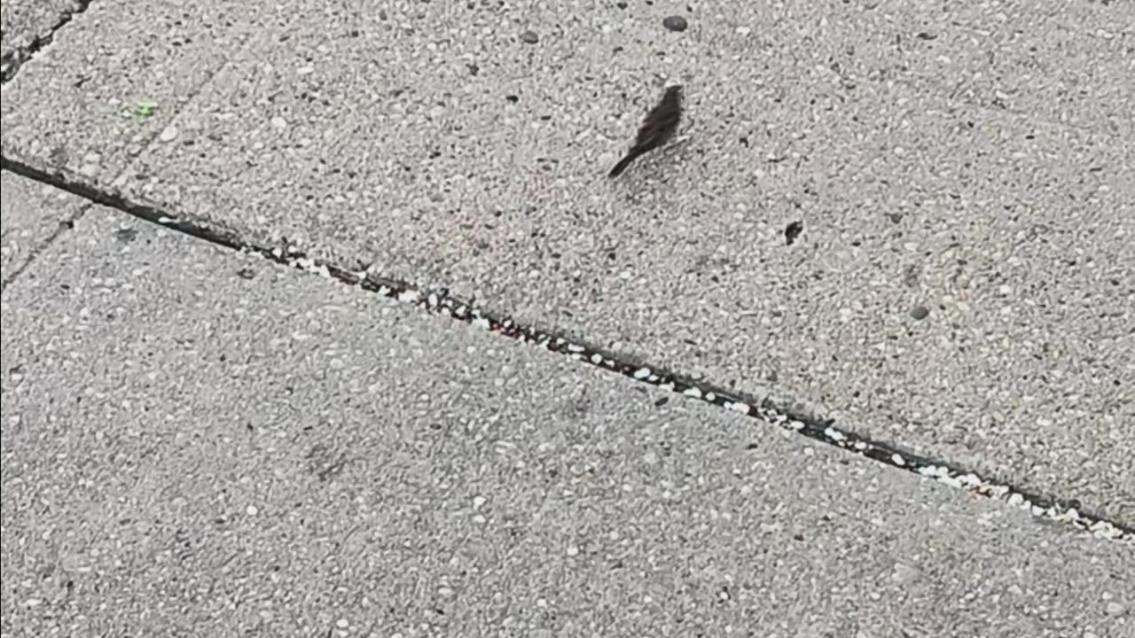 Sparrow bird