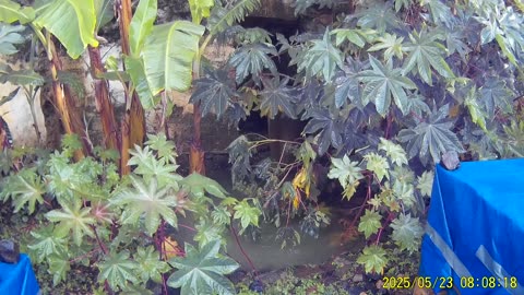 250523B___Madeira_NS-404._Waterfall_continues,_cave_still_dry.(1080p)