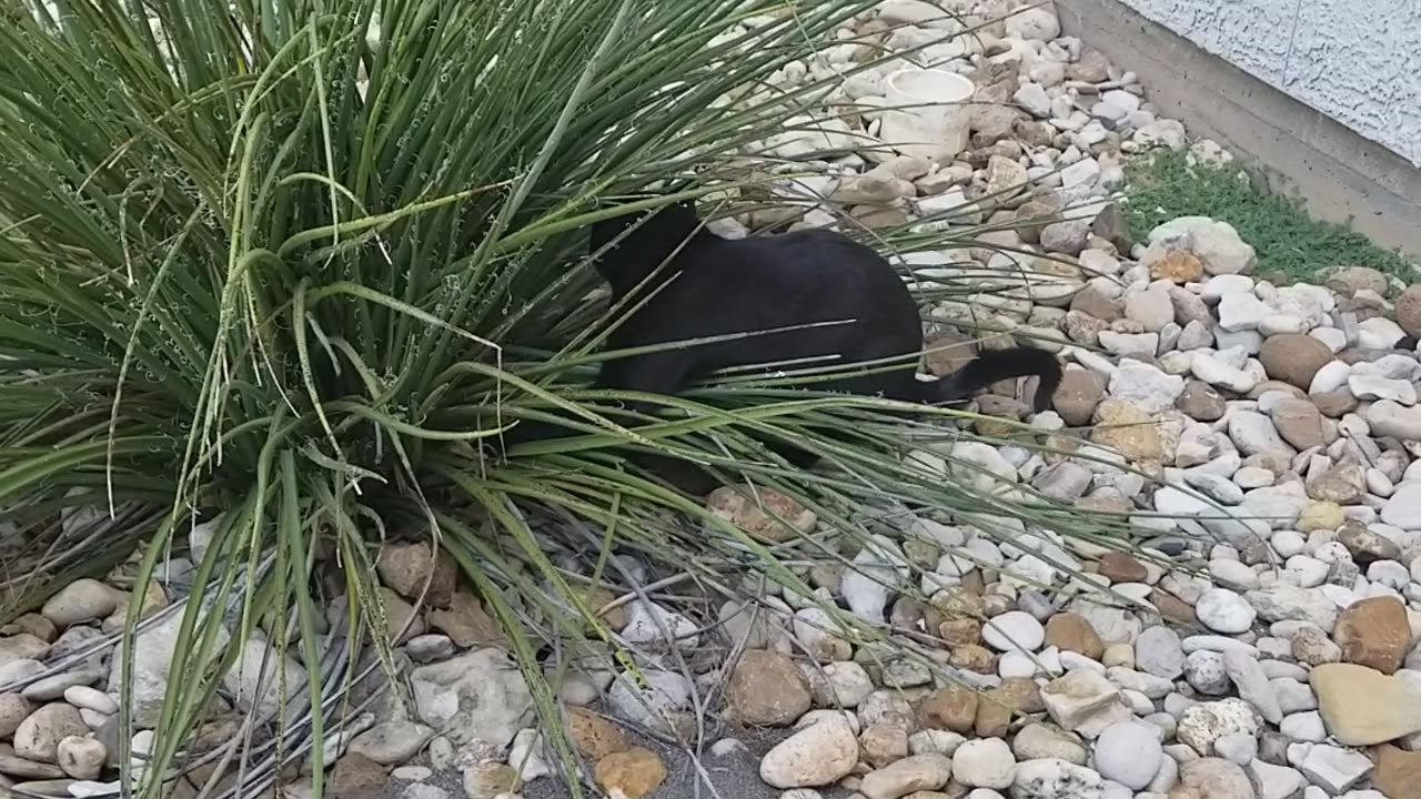 20250522 120829 Tux Gecko Excavation Fail