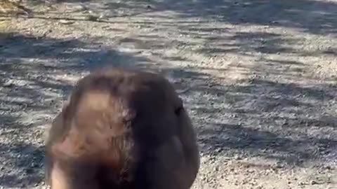 Kangaroo diaries only in Australia 🇦🇺