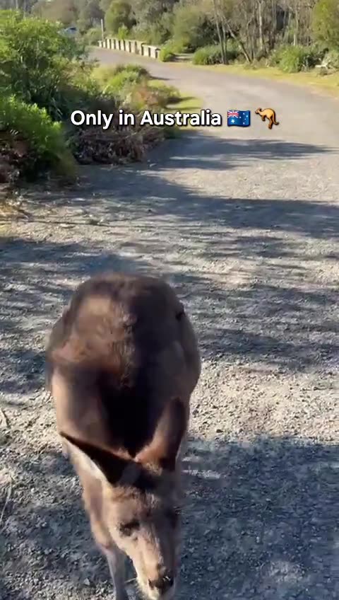 Kangaroo diaries only in Australia 🇦🇺