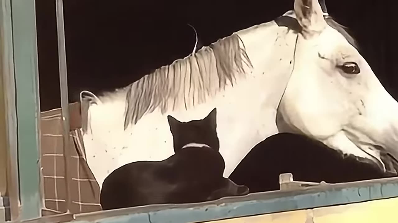 Cats 🆚 The World