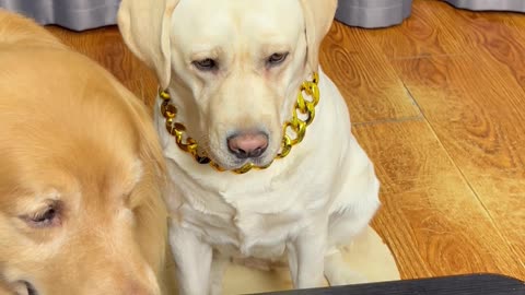狗狗：我吃饺子就得蘸醋 Dog: I have to dip dumplings in vinegar when I eat dumplings