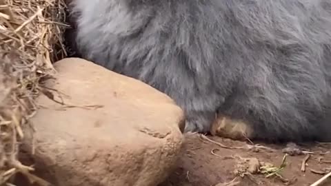 😂🐶 He's So Adorable, You Can't Miss This! | FunFM