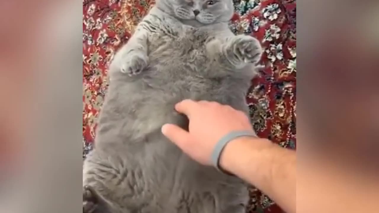 🐾 Cutest & Funniest Animal Videos – Try Not to Laugh!