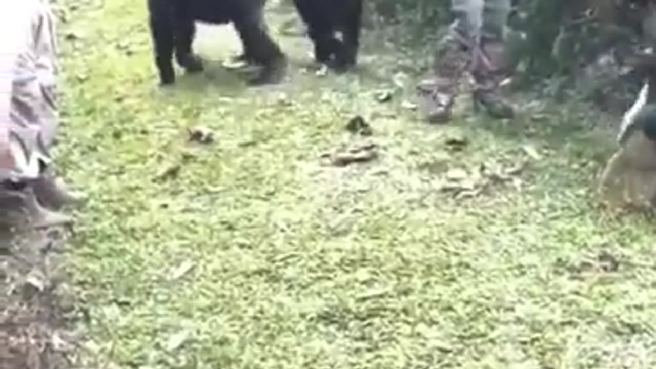 Must Watch: Pushed and Touched By A Gorilla In Uganda - GoExplore Safaris