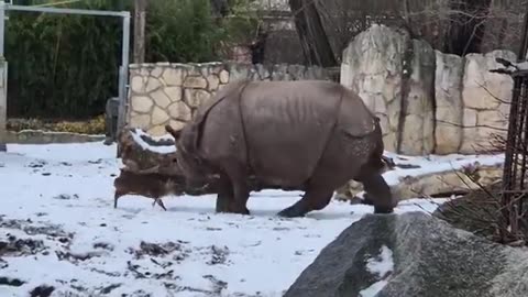 Tiny 13kg deer takes on 1.7 ton rhino at Wroclaw Zoo