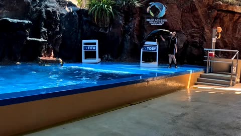 Sea Lion eating a fish out of his Trainer's mouth at an Aquarium in Mazatlan Mexico