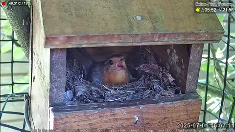 The 40-degree heat is bothering the robin 🐦🥵🥵 - France