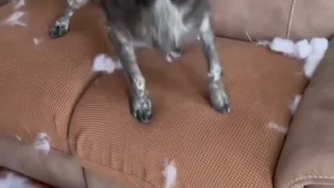 dogs causing chaos adorable disasters! 🐶🤣