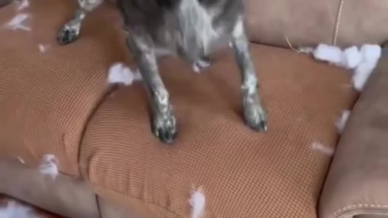 dogs causing chaos adorable disasters! 🐶🤣