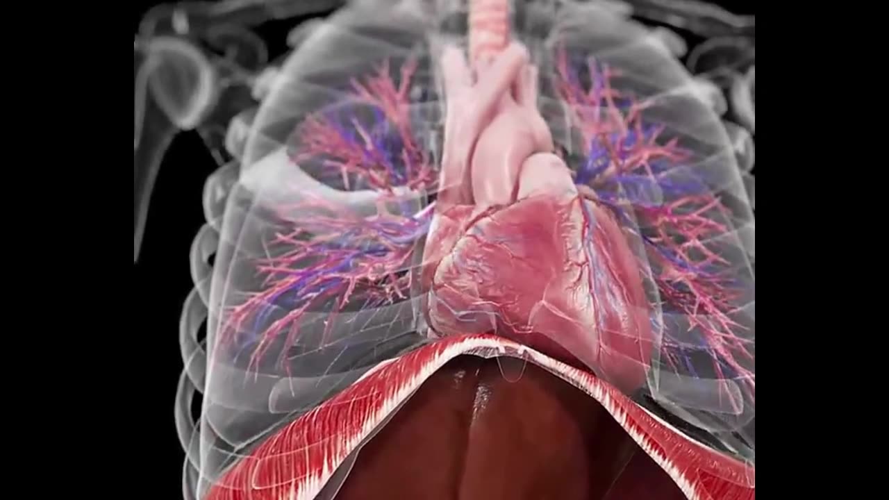 Internal organ