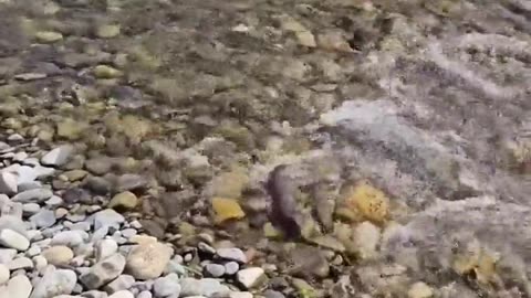 😂🐾 Oh, Hi! Watch This Cute Encounter! | FunFM