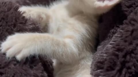 😂🐶 You Won't Believe This Adorable Animal Fail! | FunFM