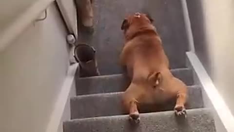 Shocking: Funny Dog Surfs Down Stairs on Belly!