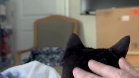 Cute Precious Piper Loves to Be Petted - My Adopted Shelter Cat Vlog #shorts