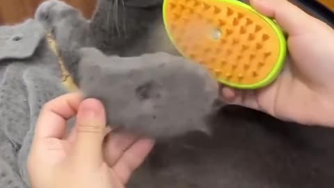 Steam brush
