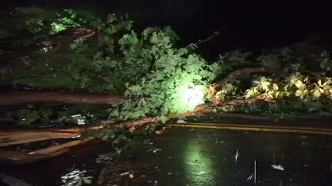 Massive tree falls during thunderstorm closing road.