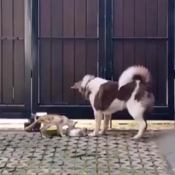 This dog sharing his food with a hungry stray kitten.. 🥺