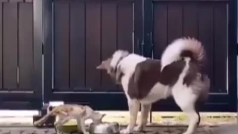 This dog sharing his food with a hungry stray kitten.. 🥺