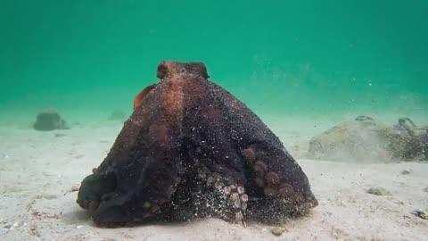 My. Octopus. Teacher