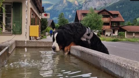Huge Bernese Mountain Dog loves drinking from fountain