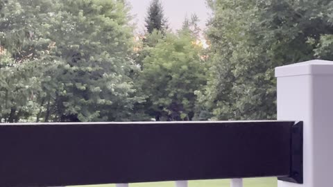 Bear false witnessing