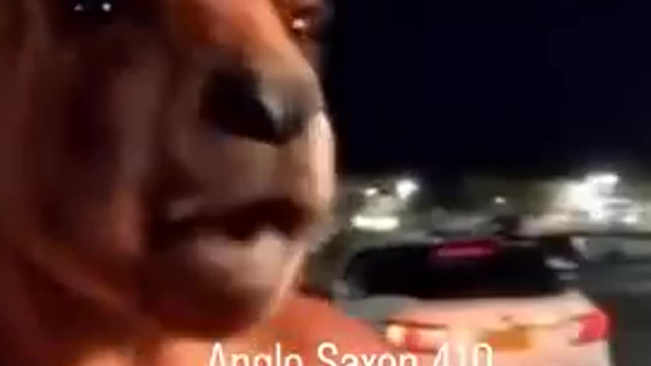 KENNY THE ANGRY KANGAROO - WAS RIGHT ON THIS ONE F OFF SHITSKINS