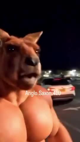 KENNY THE ANGRY KANGAROO - WAS RIGHT ON THIS ONE F OFF SHITSKINS