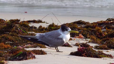 Tern, Bird, Nature 1
