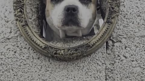 Dogs Peek Through Framed Hole in Wall